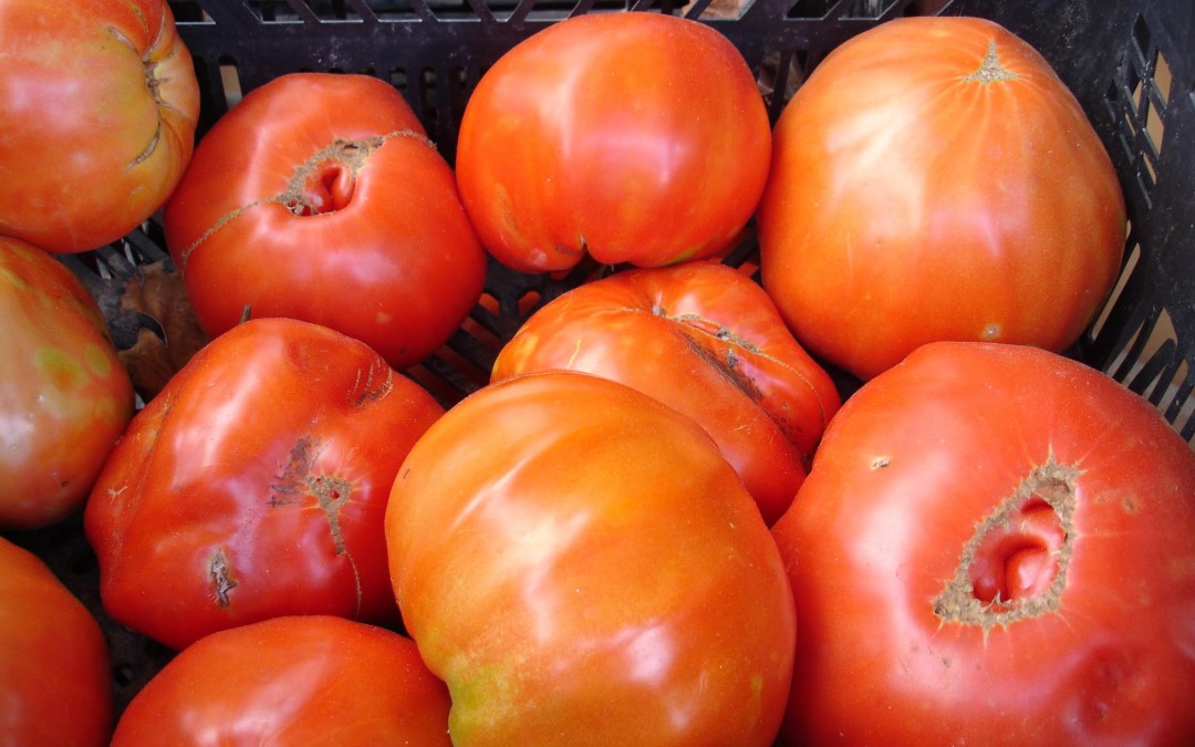 Jornada técnica del cultivo del tomate Huevo Toro